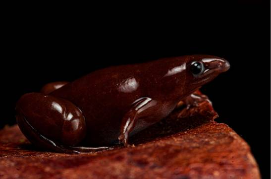 New tapir-nosed frog found in Peru

