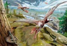 Pterosaurs were already flying in the southern hemisphere at the dawn of these reptiles