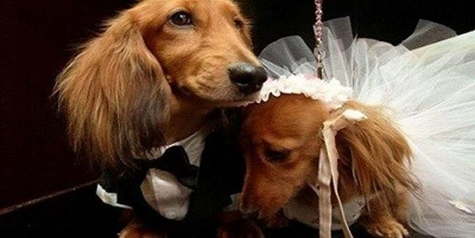 Una boda masiva de perros en EE.UU. aspira a entrar en el Libro Guinness