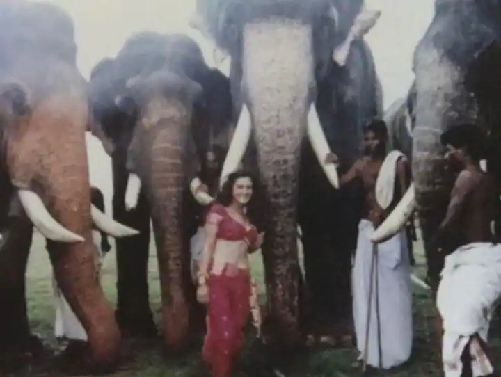 It was hard to recognize this beautiful lady standing in the middle of big elephants.

