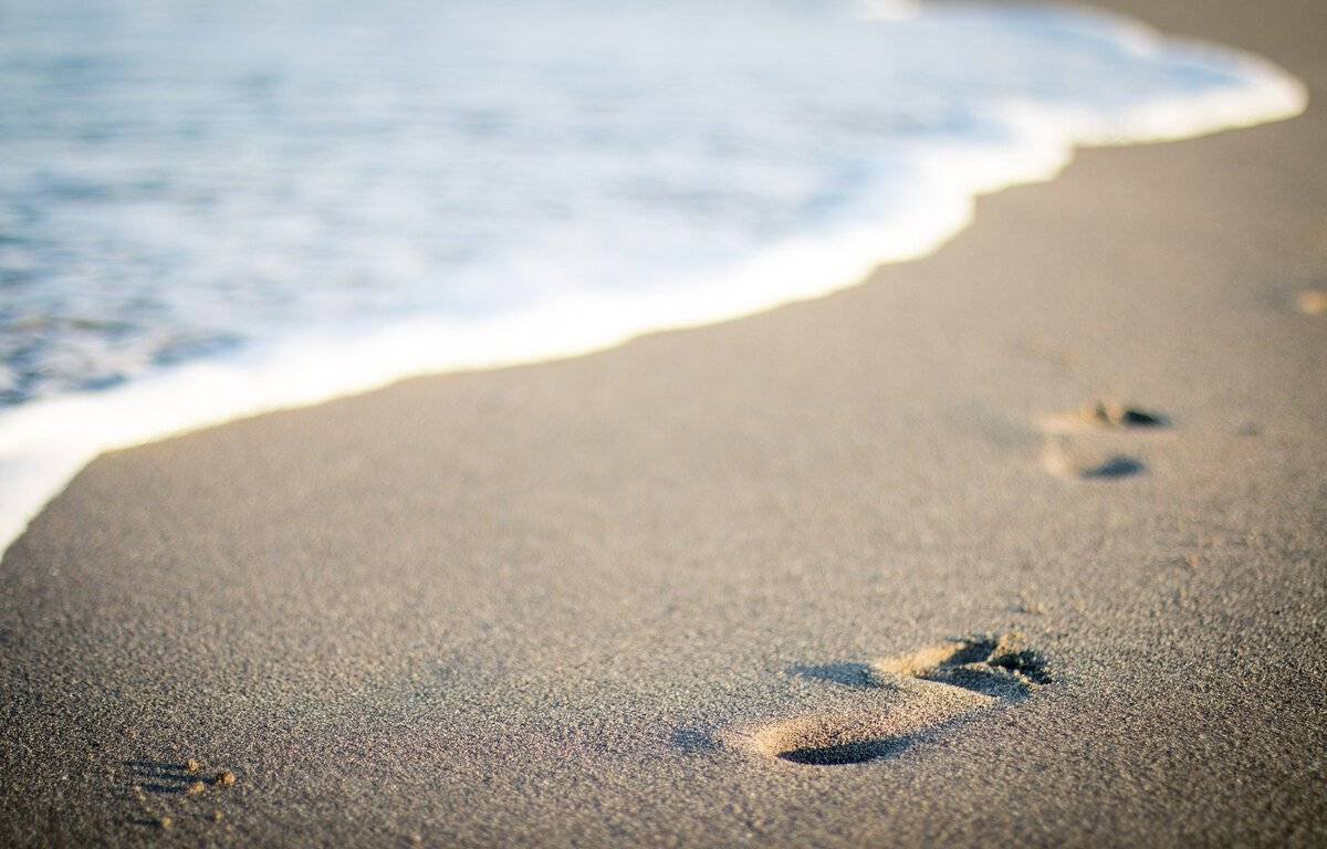 A mysterious animal discovered on an Australian beach