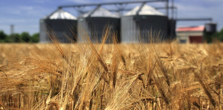 Russia announces wheat exports
