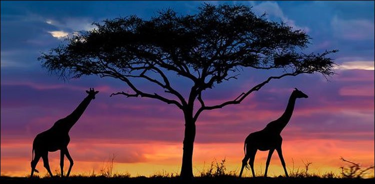 The beauty of the African continent, the wild animals are on the verge of  extinction