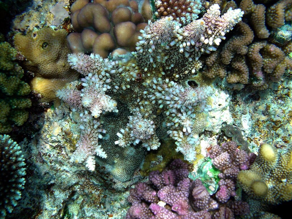 papua new guinea reef