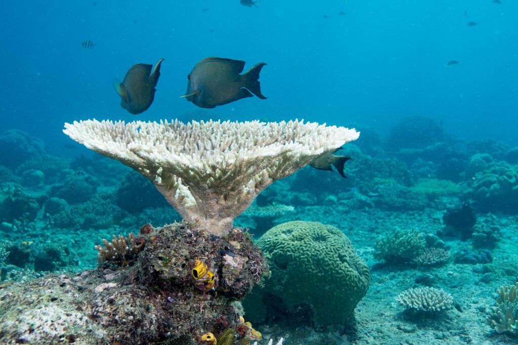 Raja Ampat Reef