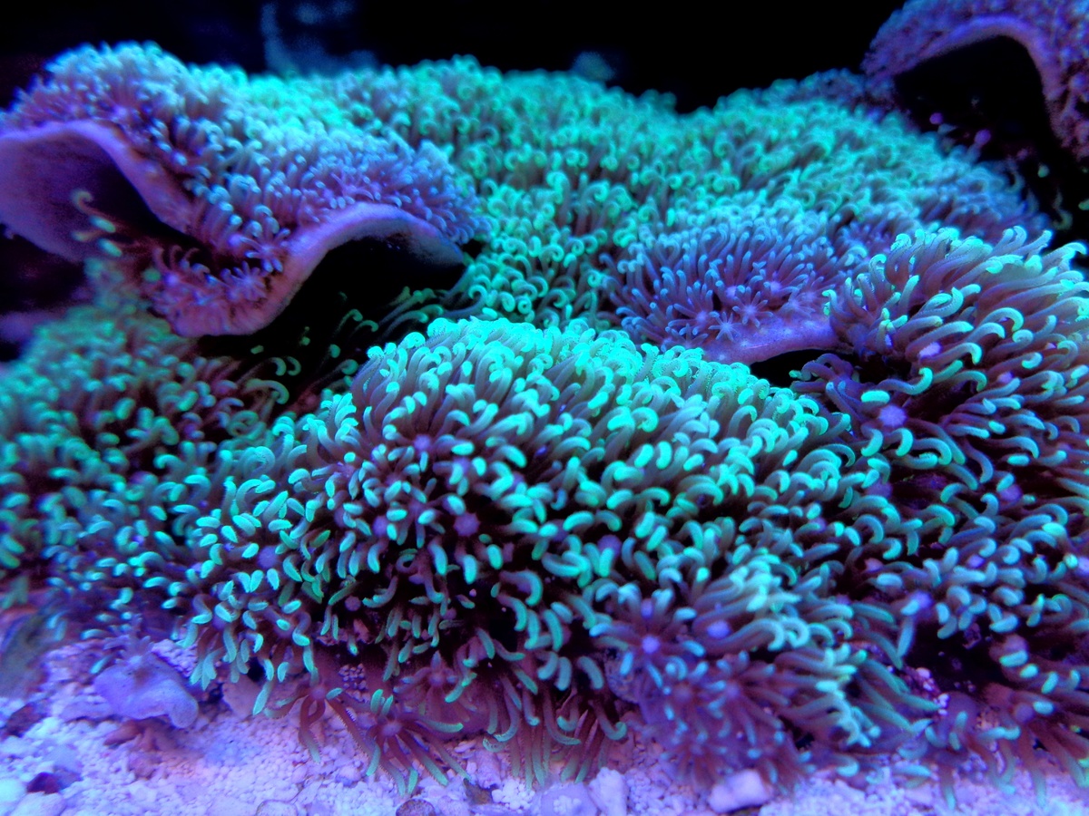 Science trips - The most beautiful coral reefs in the world

