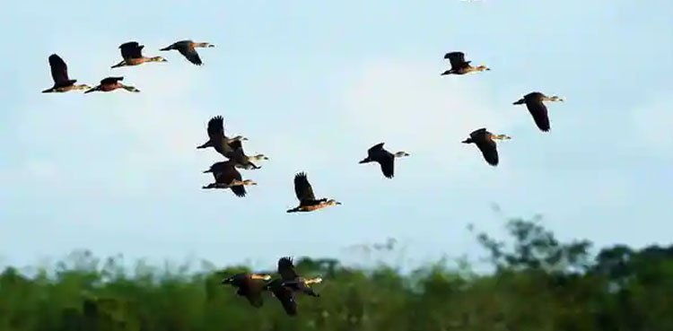 In India, birds suddenly fly to the ground

