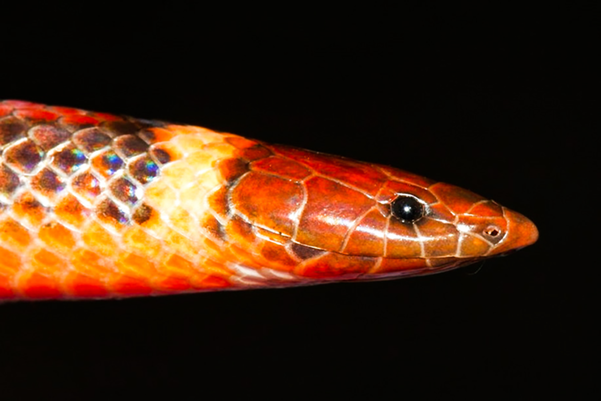 Discovered a beautiful red snake unique in the world

