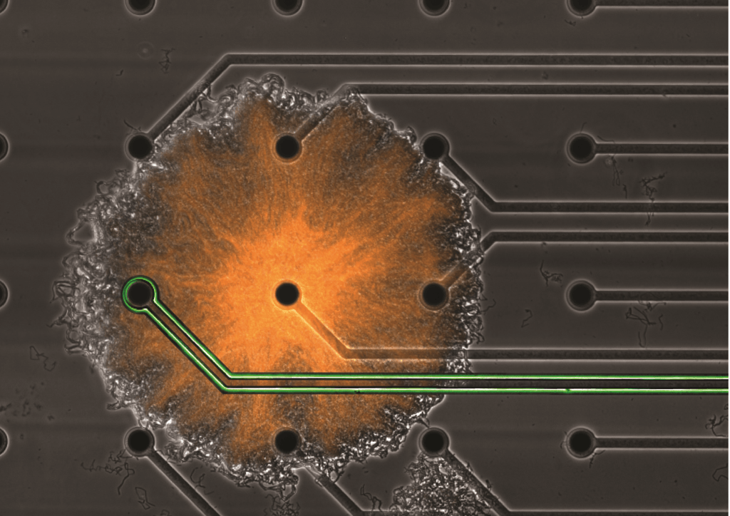Image of a community of bacteria known as a biofilm (orange) growing on an array of microelectrodes (black circles).  The device allows selective stimulation of a bacterial cell type around a microelectrode (green track).  / Süel Laboratory, UC San Diego