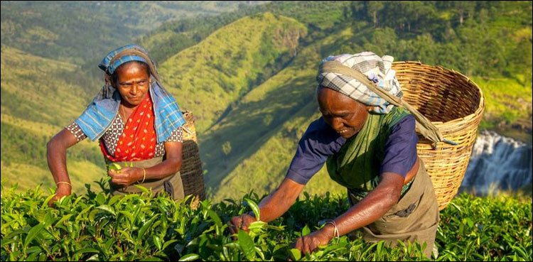 Bankruptcy in Sri Lanka, tea plantation workers also affected
