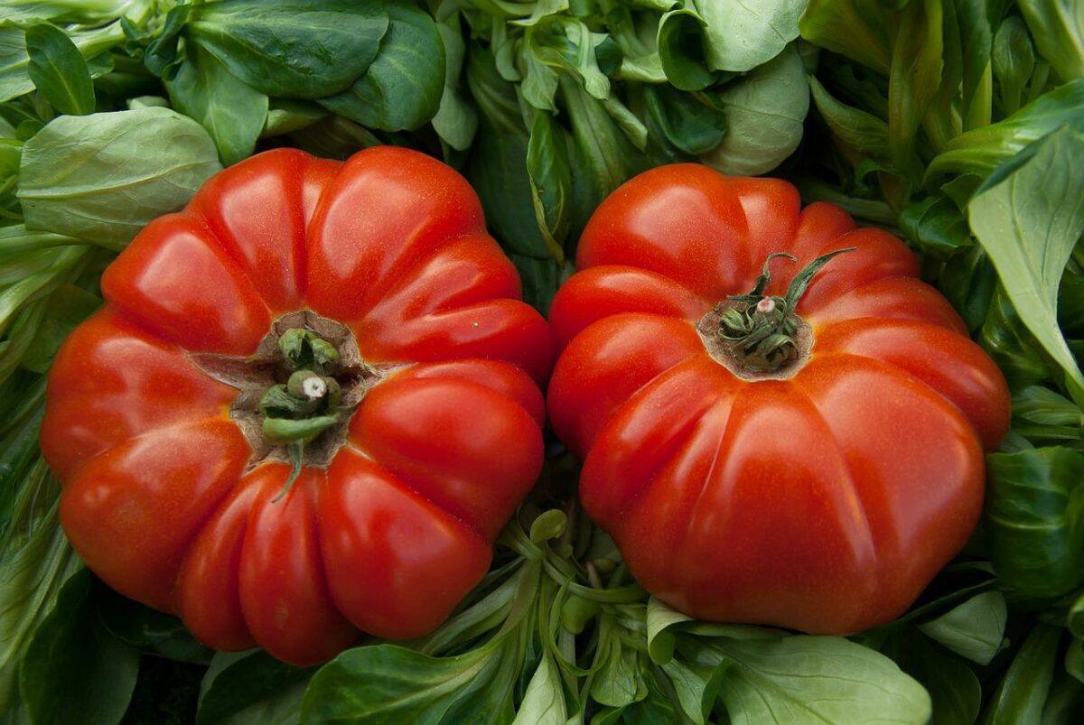 CRISPR-edited tomatoes, a way to get vitamin D

