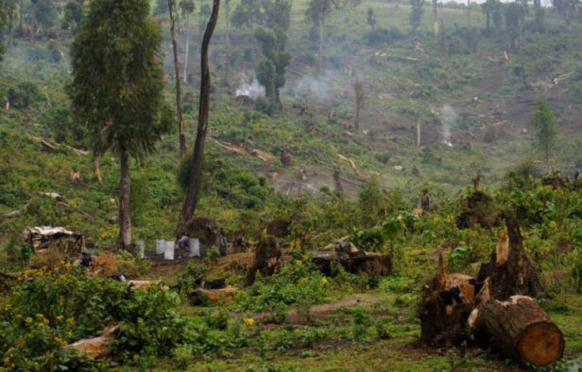 Greenpeace takes legal action over illegal logging contracts in DRC
