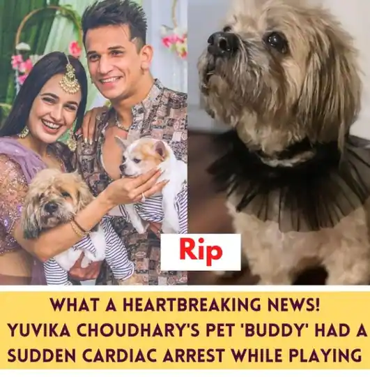 Heartbreaking news: Yuvika Chaudhary's pet dog dies of cardiac arrest

