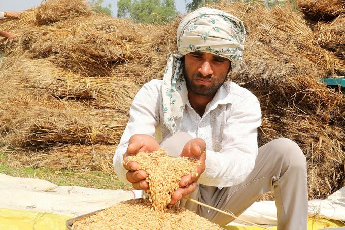 La India prohíbe las exportaciones de trigo por el alza global de los precios