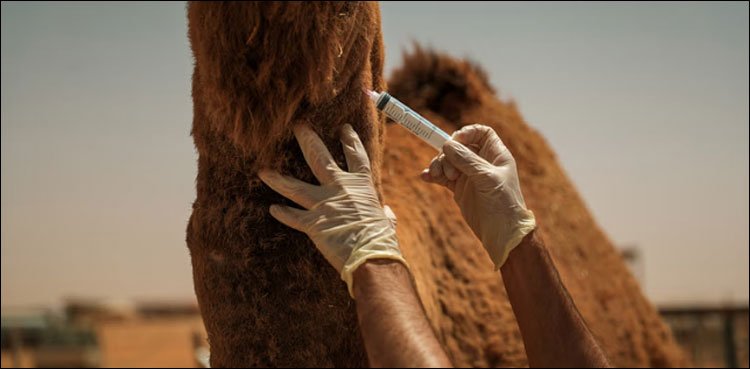 Saudi Arabia: Rare Breed Camel DNA Test
