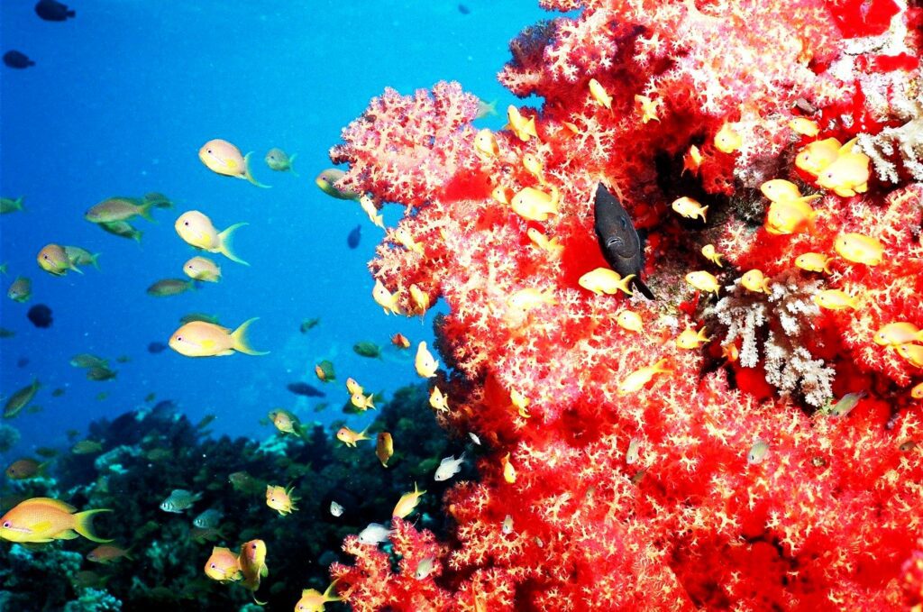 red sea reef