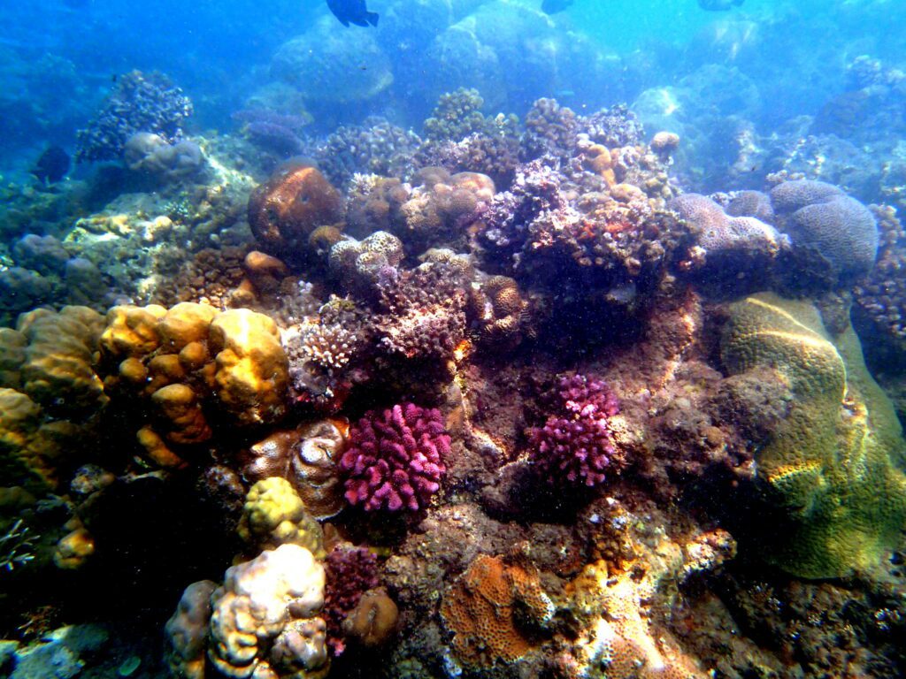 solomon reef