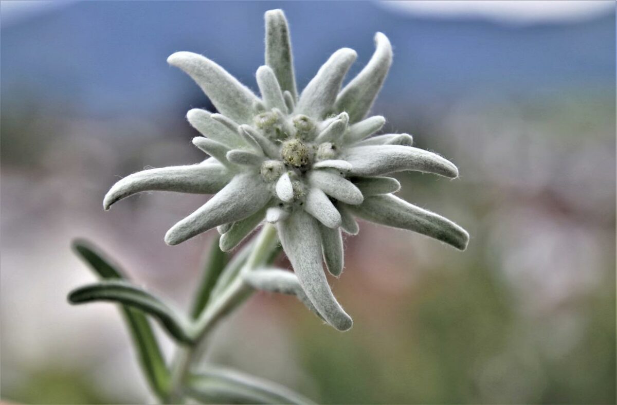 Scientific trips - Where to find Edelweiss, the mythical flower of the Alps

