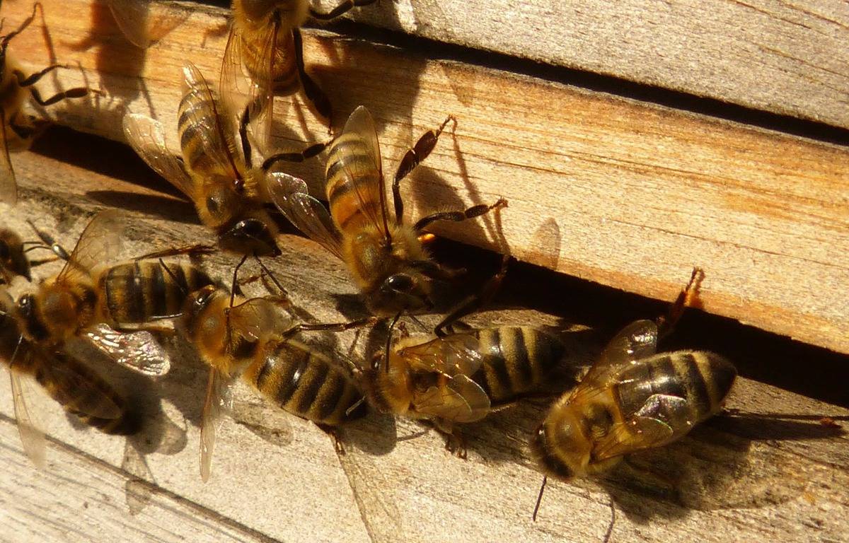 Why 5 Million Bees Died at Atlanta Airport
