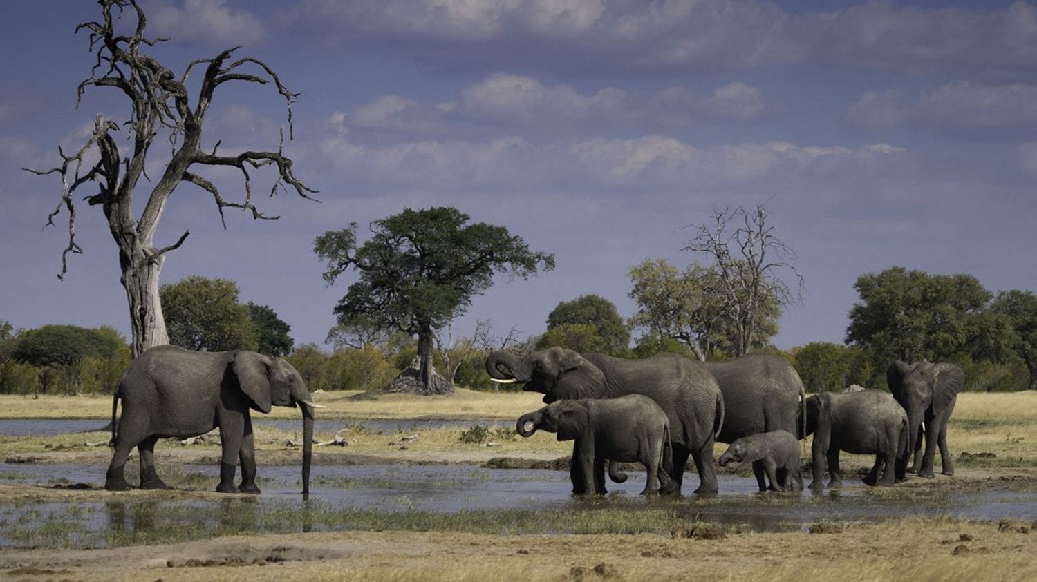 Zimbabwe: 60 people killed by elephants this year
