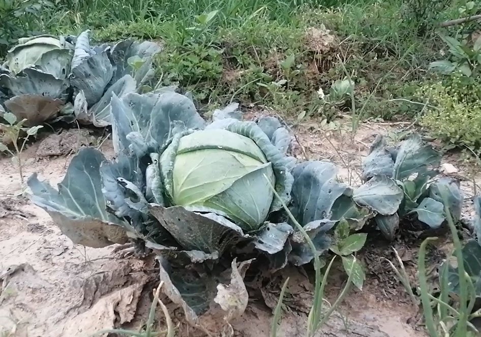 The story of Jumna. How did home gardening change his life? 1654688773 988 The story of Jumna How did home gardening change his