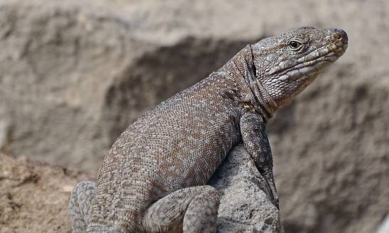 In the jaws of a titan: the jaws of giant canary lizards under study

