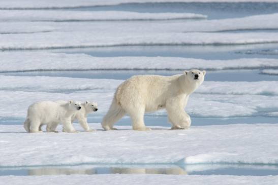 An unknown population of polar bears lives in isolation with limited access to sea ice

