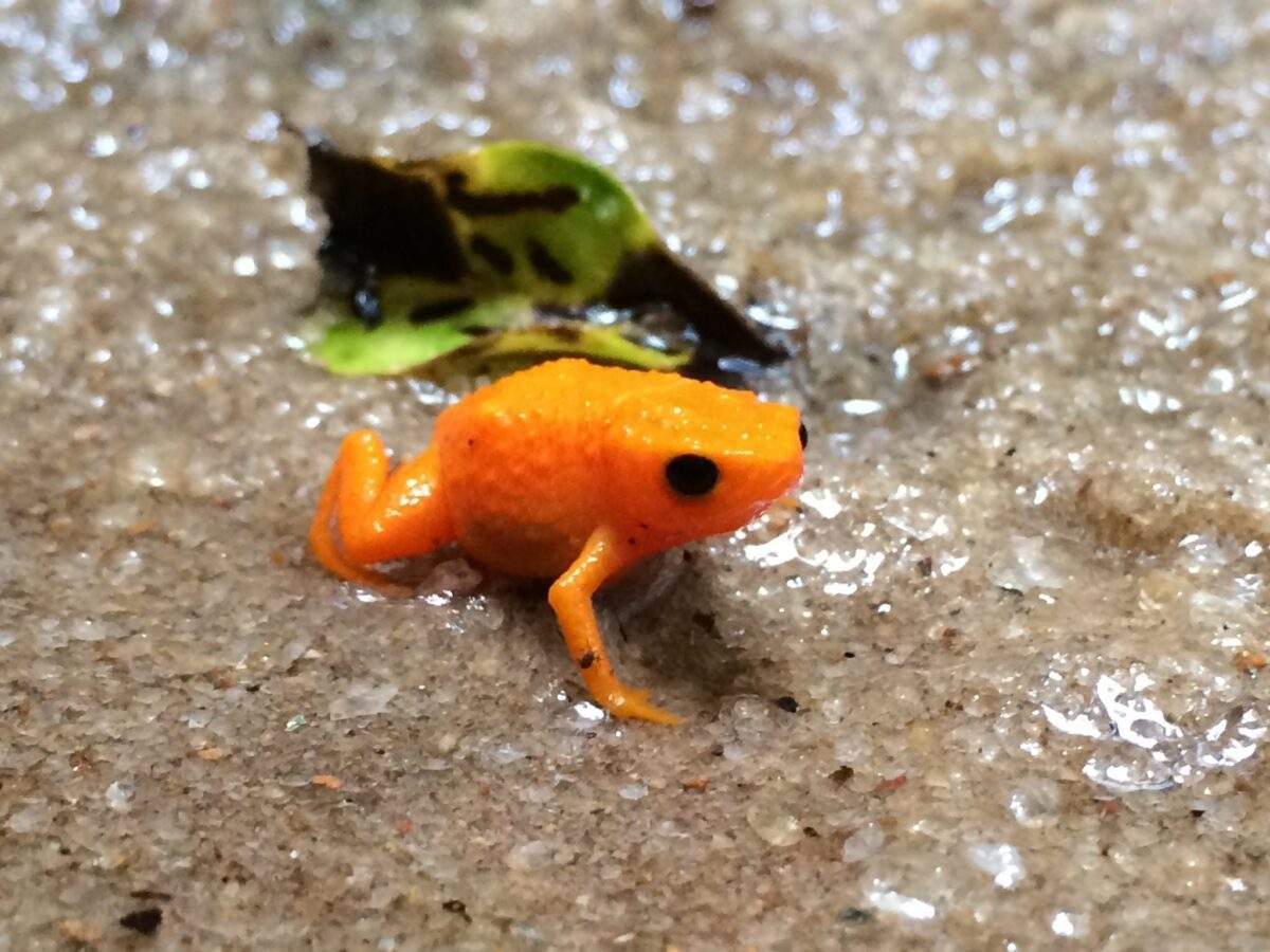 The miniature frog that can't jump


