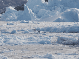Una población de osos polares desconocida vive aislada con acceso limitado al hielo marino