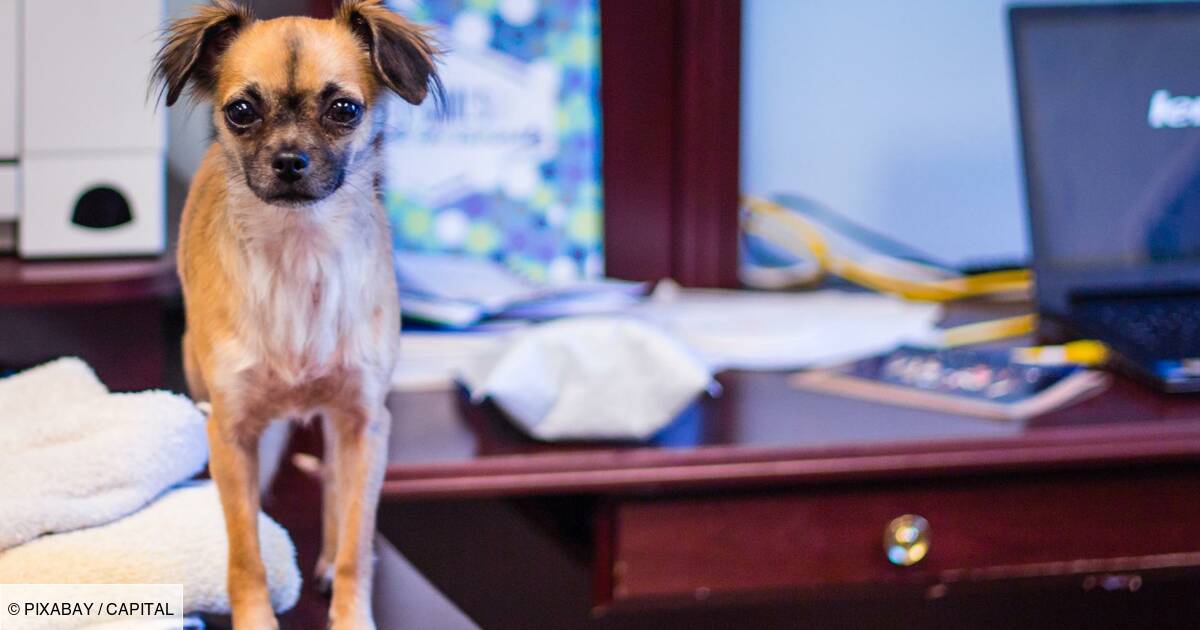 Companies allow their employees to bring their dogs to the workplace
