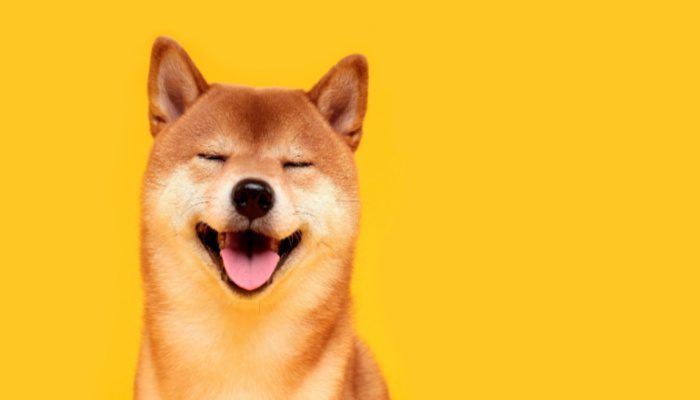 Dogecoin stijgt +10%, maar rivaal shiba inu gaat nog een stuk harder