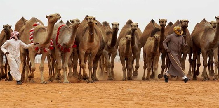 Restriction on entry of camels at Hajj places
