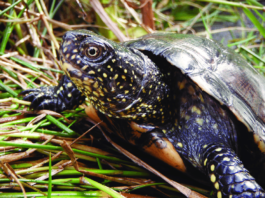 Dónde encontrar las tortugas autóctonas de España