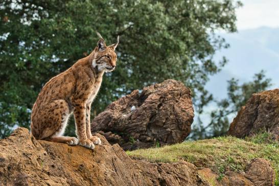 The Iberian lynx population sets a new record with more than 1,365 specimens registered

