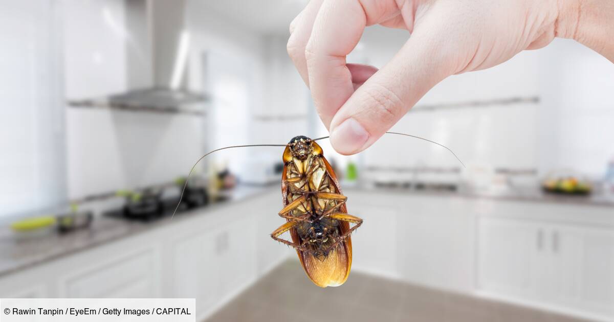 This Company Wants To Pay You To Release Cockroaches In Your Home
