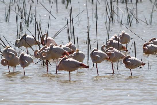 Drought leads to Doñana's lowest number of waterfowl in 40 years

