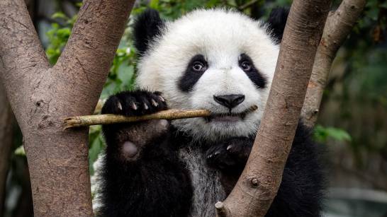Pandas evolved six million years ago to incorporate bamboo into their diet.

