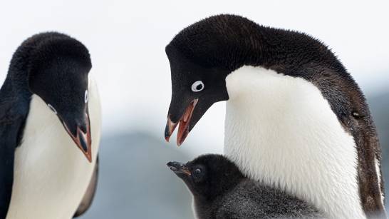 This is how penguins adapted to the marine environment