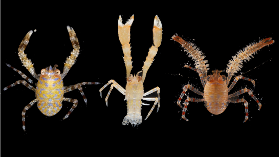 The discovery of 41 new shrimp forces us to review the current classification of their genus

