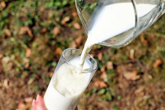 Ancient humans consumed milk long before they could digest it

