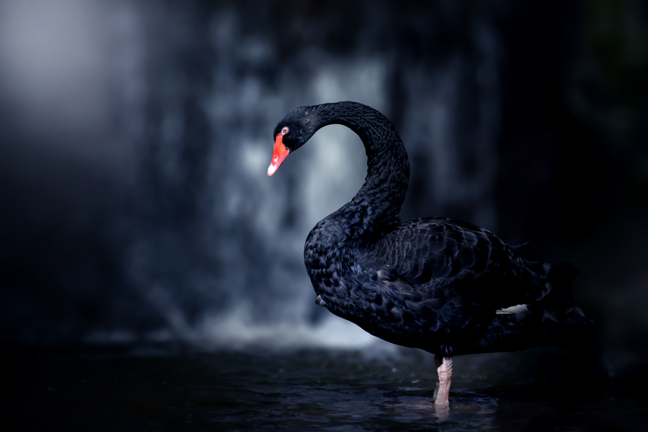 Author Black Swan: 