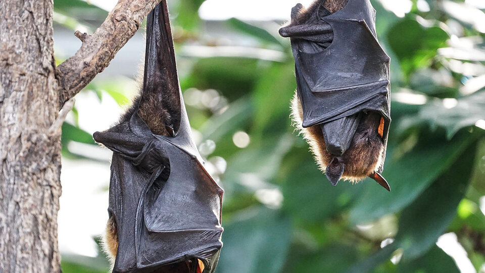 Bats: Argentine scientists detect 35 new viruses

