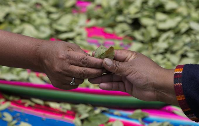 Bolivia hará pasta de dientes con hojas de coca