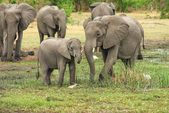 Elephant genetics would explain why these animals rarely get cancer 


