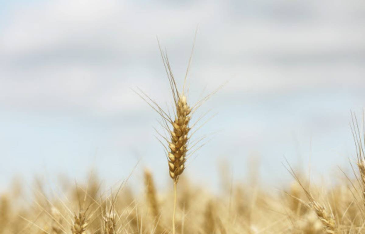 Hopes for cereals but pressure on Russian gas

