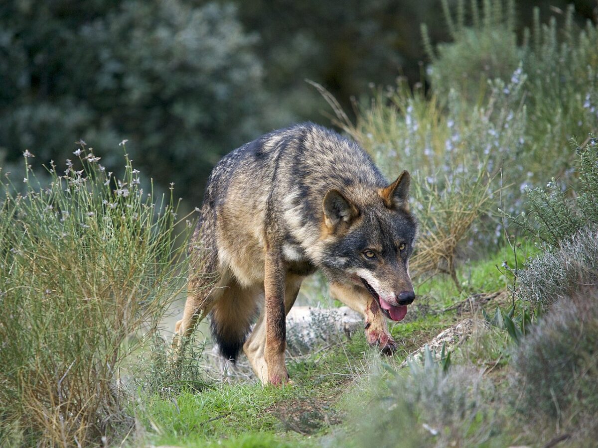 Iberian wolf population continues to decline

