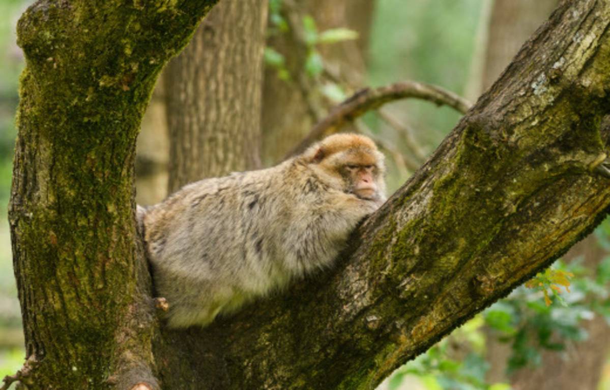 In Japan, macaques rule the roost
