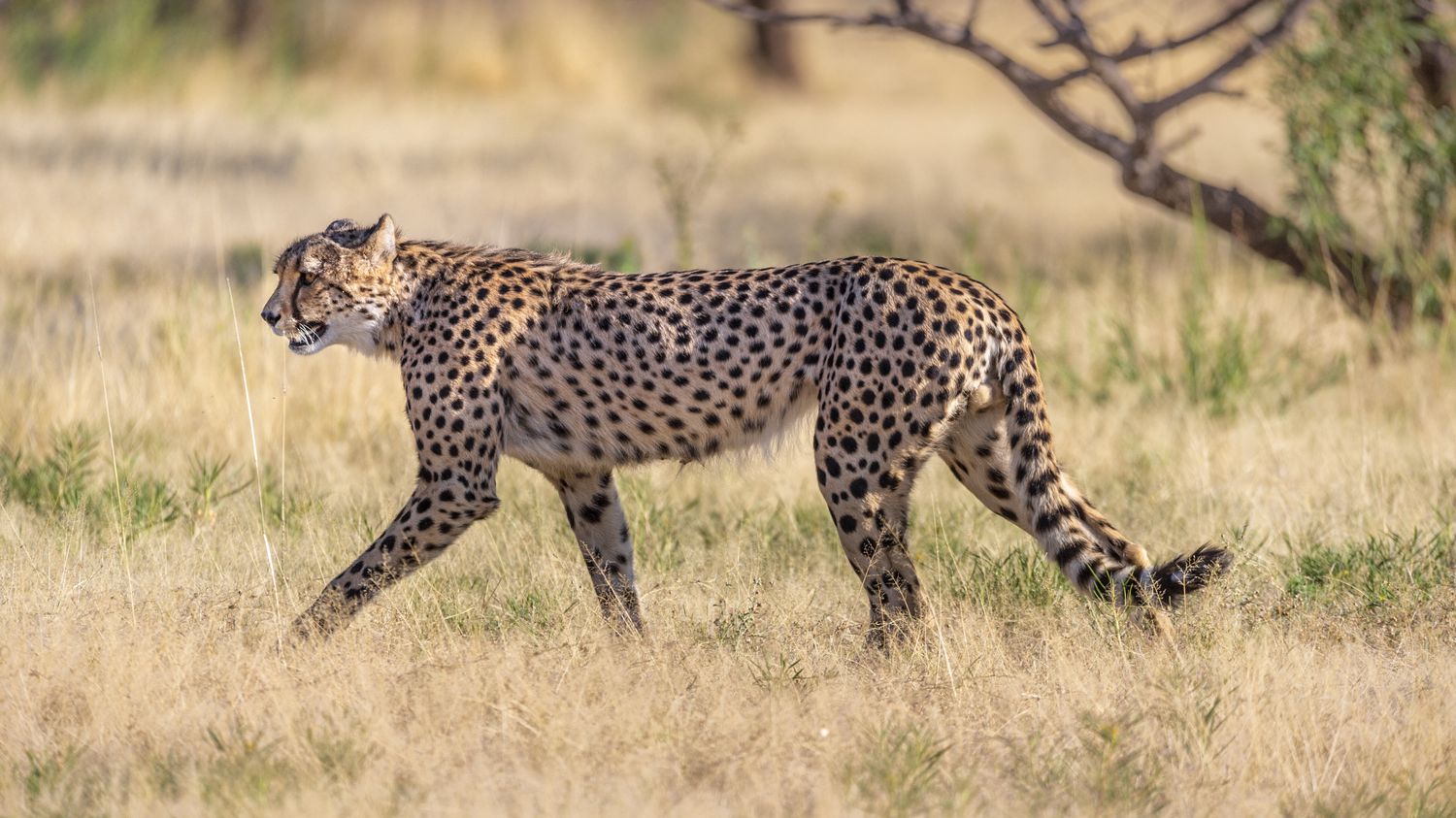 India will reintroduce the cheetah from Africa to "revive the ecological dynamics of the landscape"
