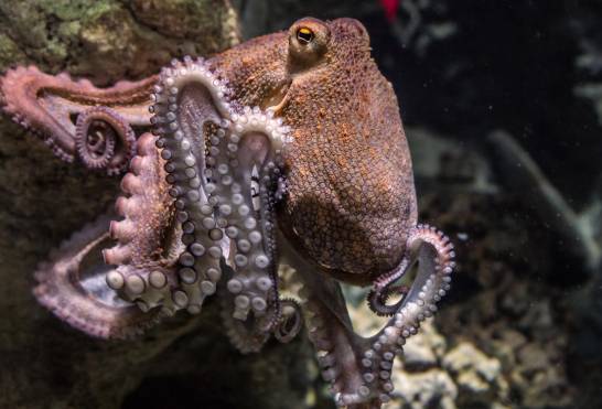 The origin of the great intelligence of the octopus, after its molecular resemblance to the human brain


