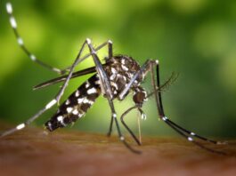 Viruses make infected people more attractive to mosquitoes

